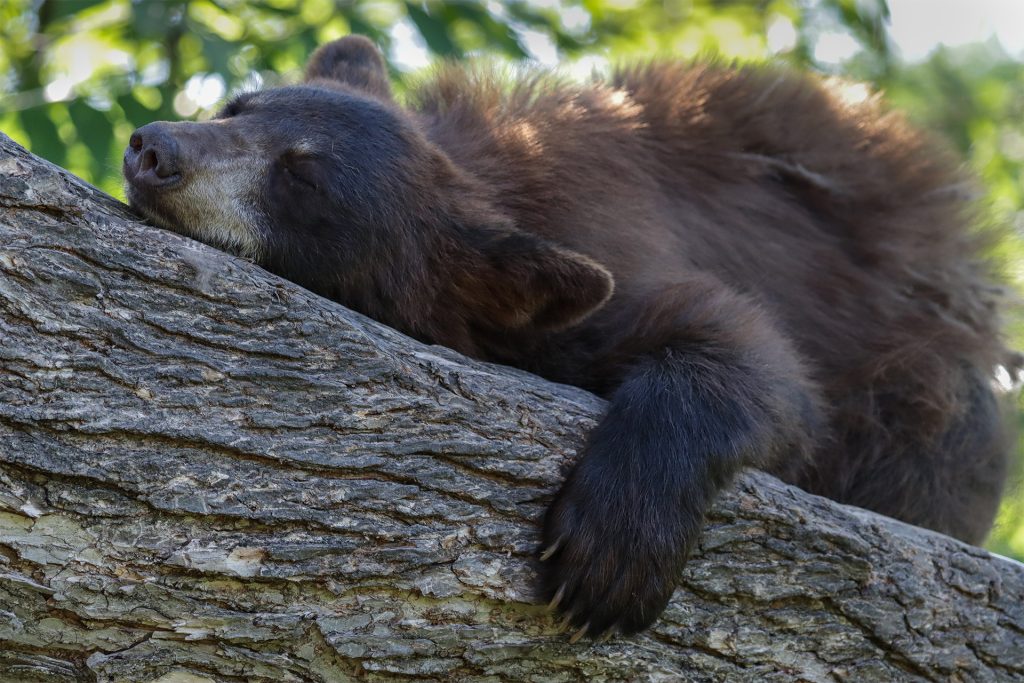 kick back and relax this labor day like this lazy bear